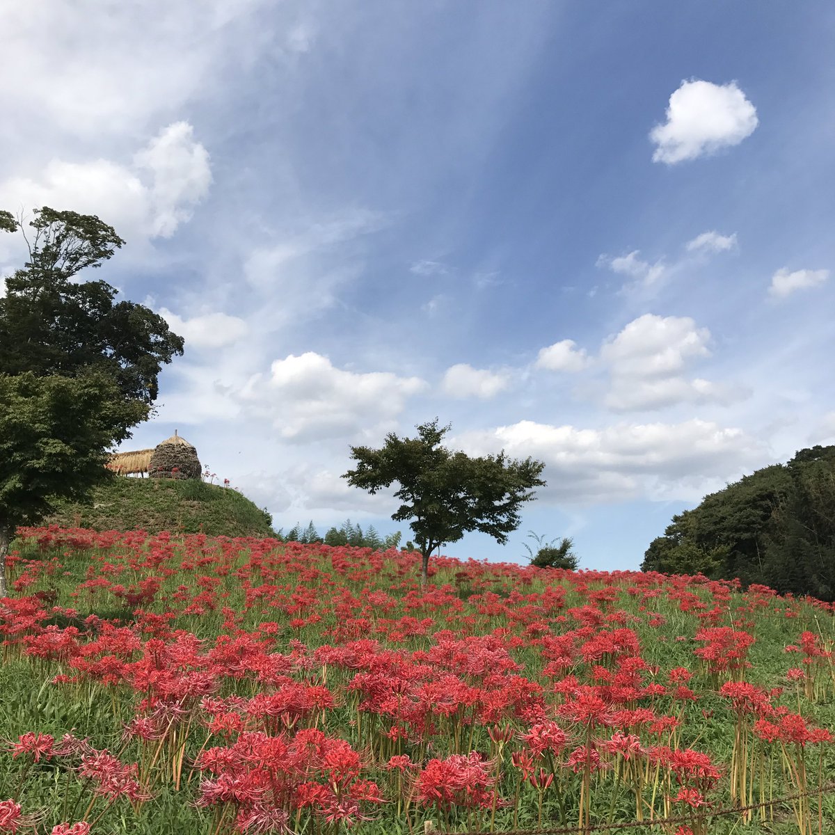 紅 Sur Twitter 台風来る前に彼岸花見に行って来ました 群生が綺麗でカメラ抱えた方来てましたよ 稲のおだがけ風景もありのんびり出来ます けど蚊に刺されました 行方市 西蓮寺 彼岸花 曼珠沙華 紅 Sur Twitter 台風来る前に彼岸花見に行って来ました 群生が綺麗でカメラ抱えた方来てましたよ 稲のおだがけ風景もありのんびり出来ます けど蚊に刺されました 行方市 西蓮寺 彼岸花 曼珠沙華