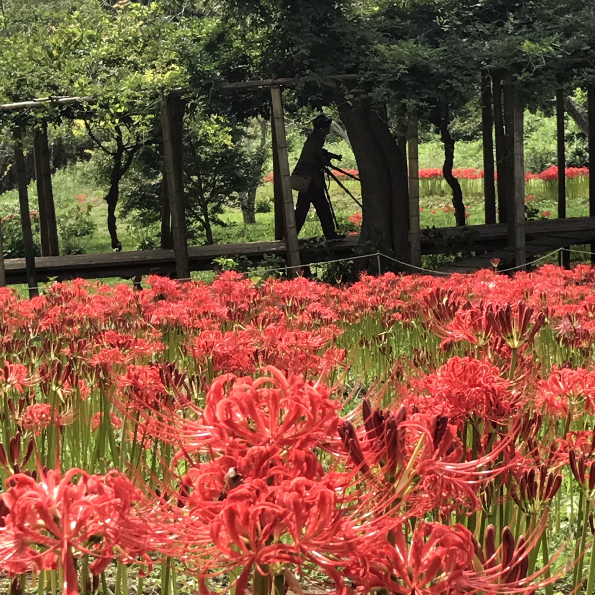 紅 Sur Twitter 台風来る前に彼岸花見に行って来ました 群生が綺麗でカメラ抱えた方来てましたよ 稲のおだがけ風景もありのんびり出来ます けど蚊に刺されました 行方市 西蓮寺 彼岸花 曼珠沙華 T Co Qp7vvjgcjy Twitter