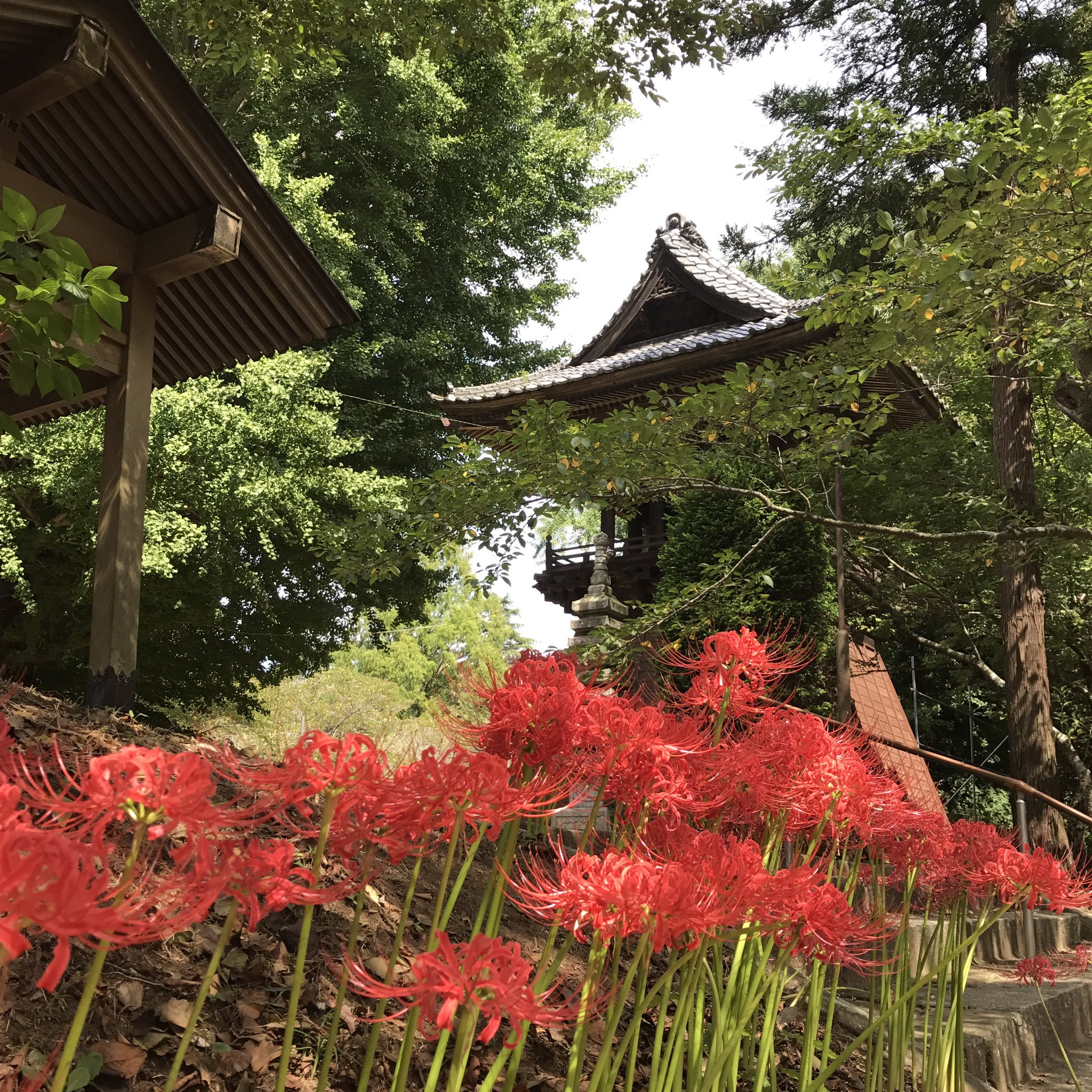 紅 Sur Twitter 台風来る前に彼岸花見に行って来ました 群生が綺麗でカメラ抱えた方来てましたよ 稲のおだがけ風景もありのんびり出来ます けど蚊に刺されました 行方市 西蓮寺 彼岸花 曼珠沙華 T Co Qp7vvjgcjy Twitter