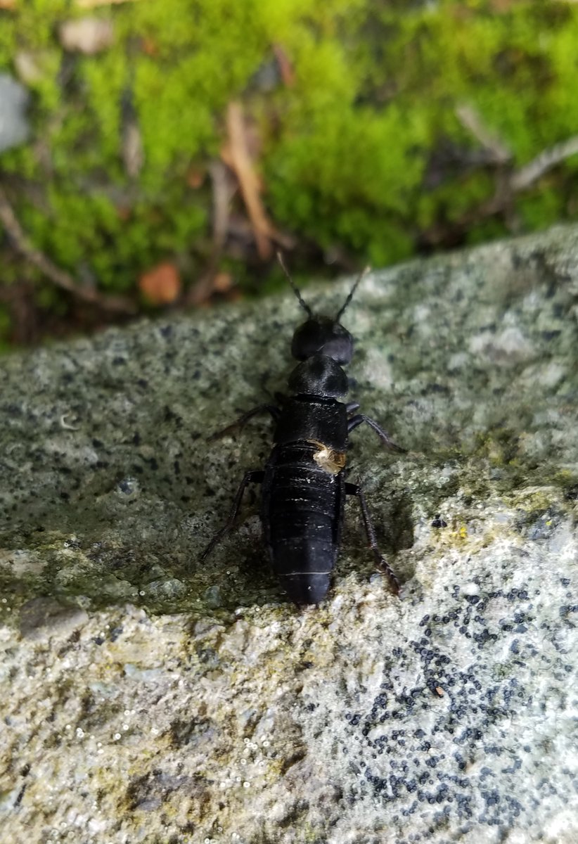 PascoeHarvey's tweet photo. @sachsdaniel @RosserLab Saga continues; the @RosserLab  Devil's coach horse beetle (Ocypus olens) has been re-released on to Campus.
@jmbillington11 @cmerrickbio https://t.co/hlkjgYtwDA