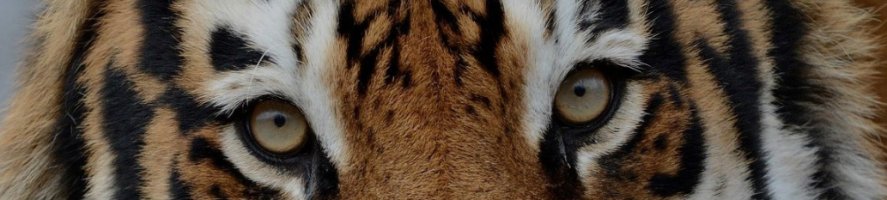 JKSchakel's tweet photo. Reducing human-tiger conflicts https://t.co/CaD66WpSg1 https://t.co/9rWqDpgtpv