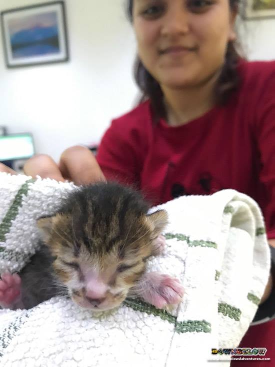 divedownbelow's tweet photo. Zehan & Wendy cares for "Bumper", a rescued kitten found here at #KKTimesSquare! Go girls! #AnimalLovingTeam #CatMom https://t.co/pNjkCAR2uH https://t.co/zX0uvhrwEm