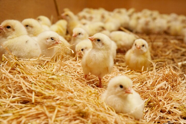 £22m investment into "#cleanmeat" made from animal cells. bit.ly/2wOF9sn 

But wouldn't it be better to just eat less meat?