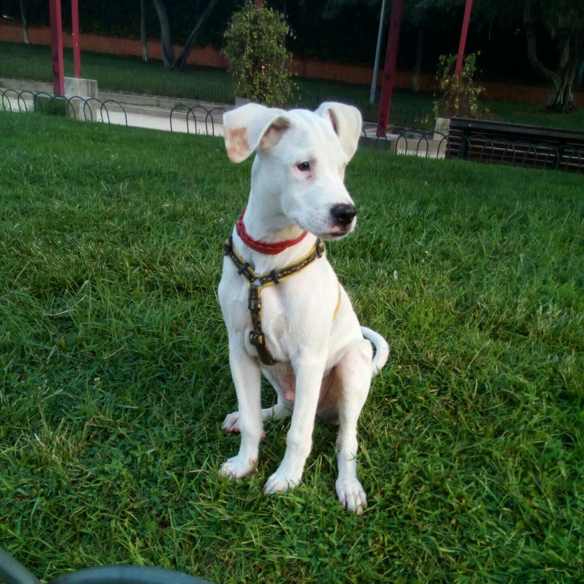 FryMcCloud's tweet image. Beck sigue buscando una casa de acogida o alguien que lo adopte. 4 meses tiene y es lo más bonito y bueno que te puedes echar a la cara.