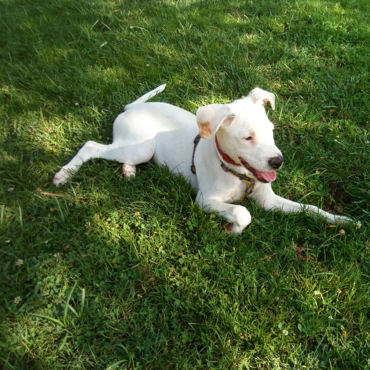 FryMcCloud's tweet image. Beck sigue buscando una casa de acogida o alguien que lo adopte. 4 meses tiene y es lo más bonito y bueno que te puedes echar a la cara.