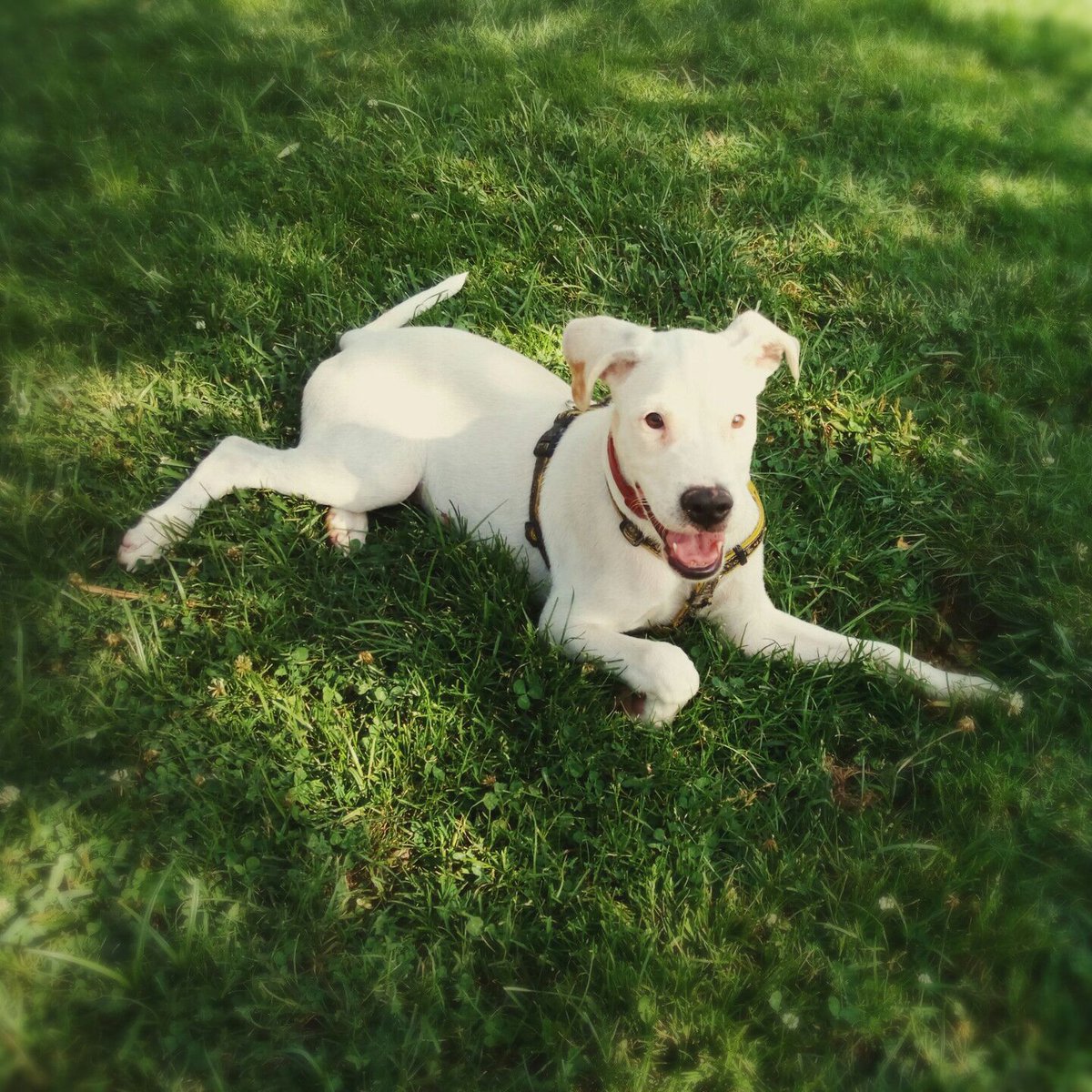 FryMcCloud's tweet image. Beck sigue buscando una casa de acogida o alguien que lo adopte. 4 meses tiene y es lo más bonito y bueno que te puedes echar a la cara.