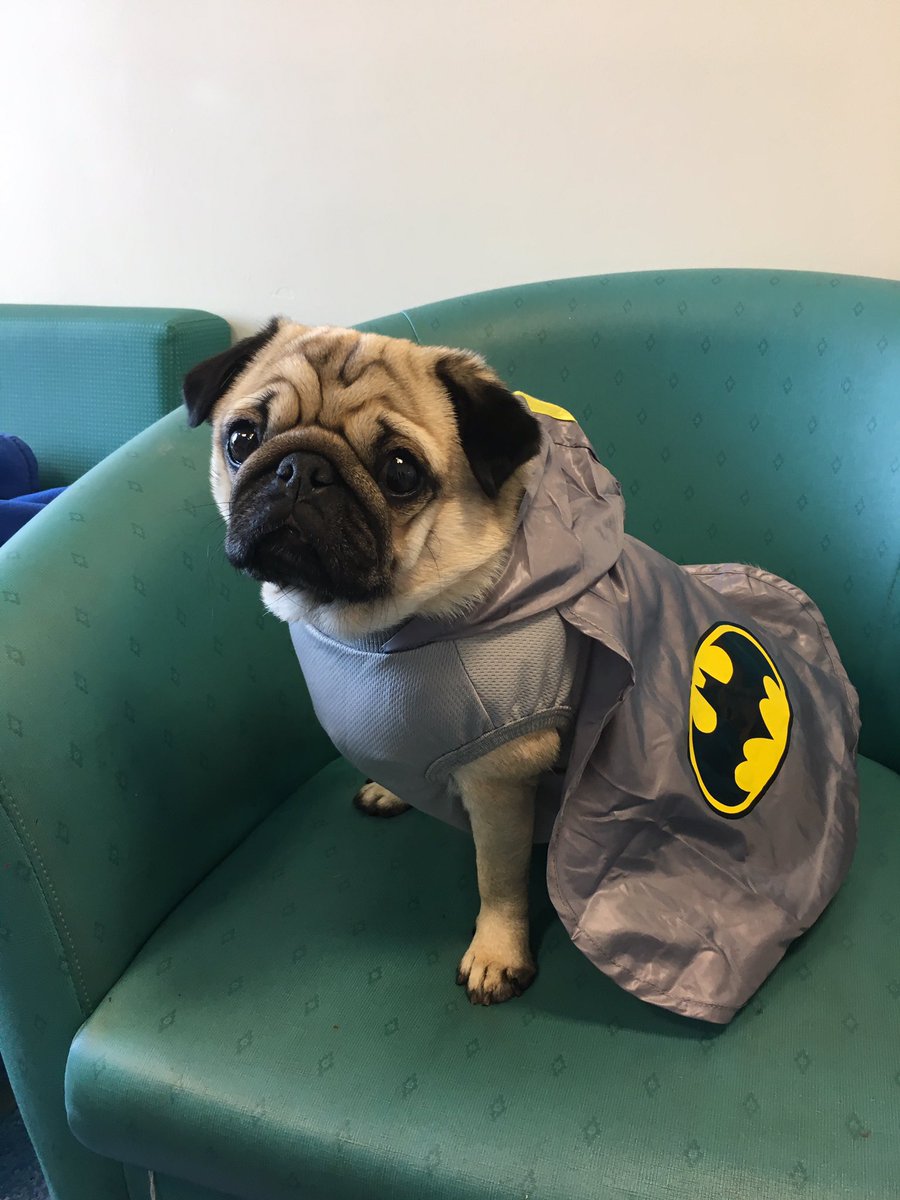 therapypugalfie's tweet photo. Superhero day @RMCHosp @PetsAsTherapyUK BatPug is on duty 🦇☺️🦇 can't wait to see some children https://t.co/7E2Lba4csY