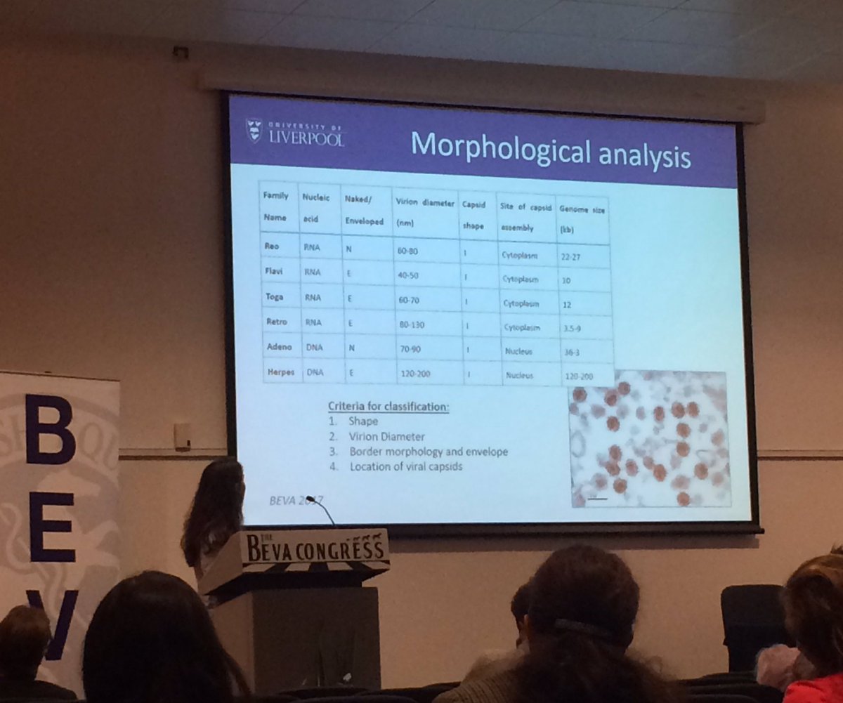 Interesting project isolating EHV-2 for the first time in equine tendons using RNA sequencing #BEVA17 <a href="/BEVA_news/">BEVA</a> <a href="/EVJltd/">BEVA Journals</a>
