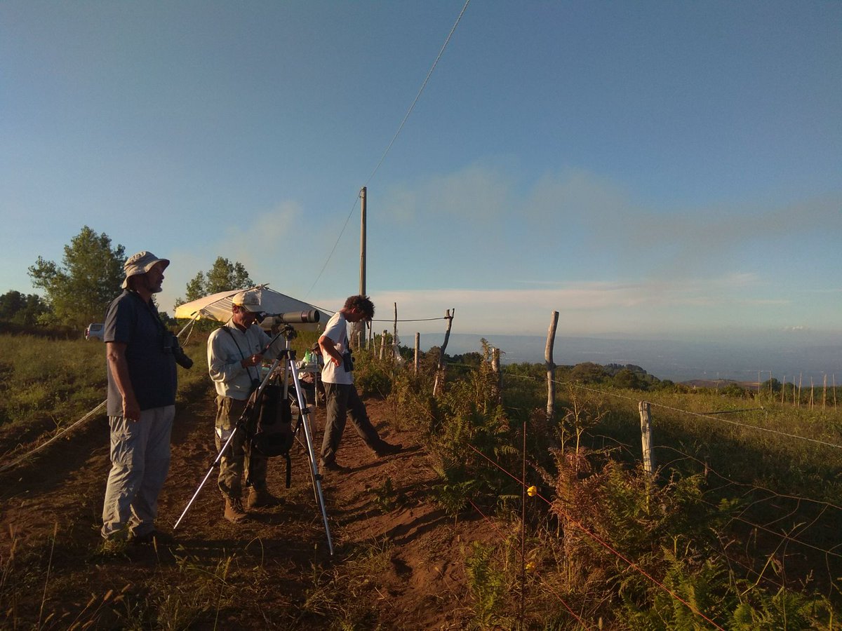 Yesterday some hundreds of migrating birds together with 15 Booted eagles see our count on #trektellen trektellen.nl/site/totals/15… #raptors