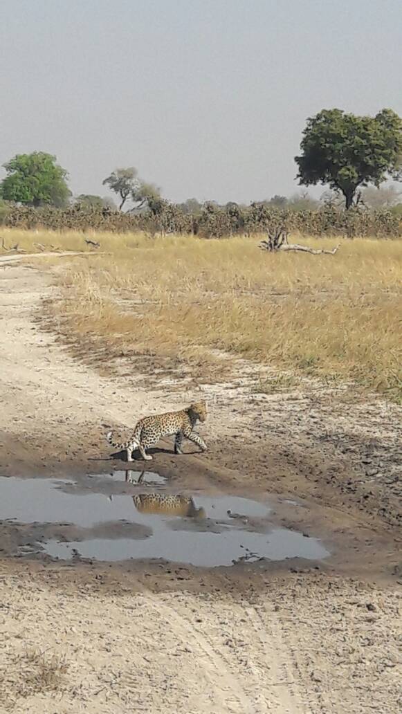 As the #Botswana #summer begins to eat up, you might not be the only ones needing a drinks break!