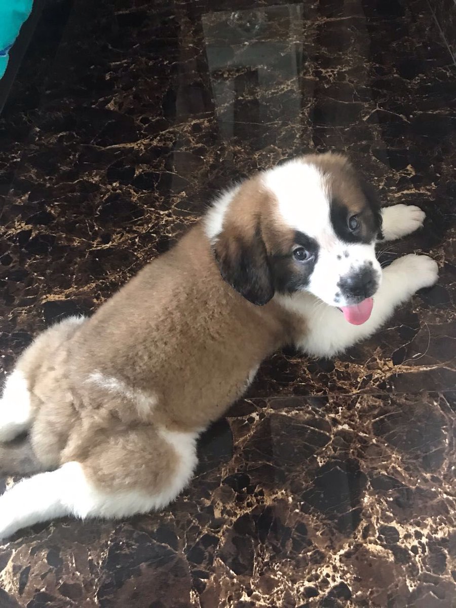 2 month old st bernard puppy