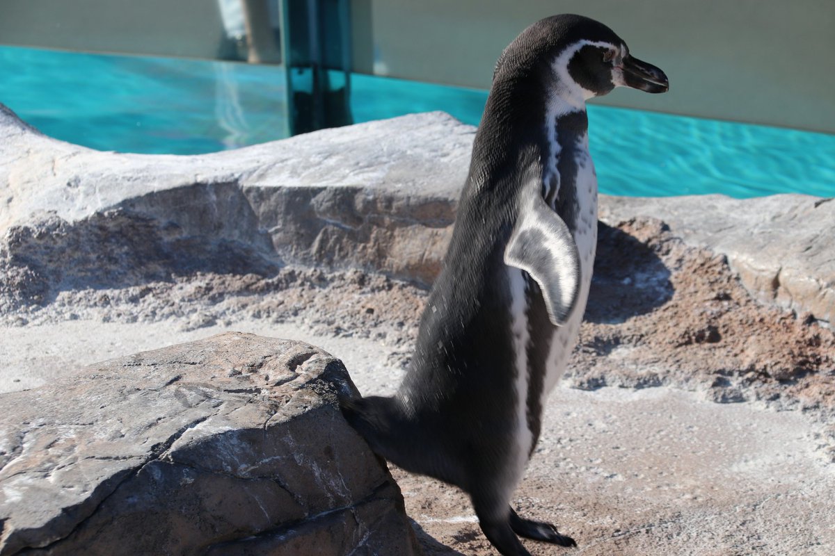 シュウ En Twitter ビールの華麗なジャンプ しっぽこすってるけどｗ ペンギン フンボルトペンギン 東武動物公園