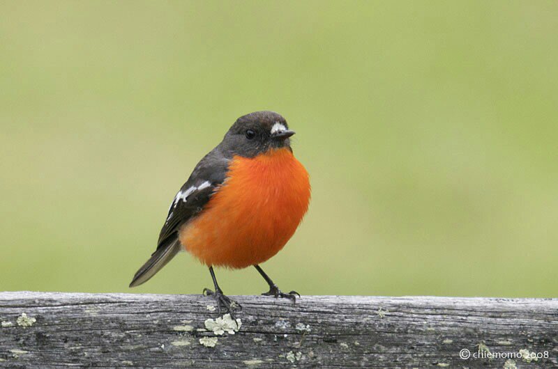 Mytyl On Twitter Pink Robinがあまりに可愛くて本当に実在するのかしらと不安になり画像検索かけたら本当にいたし世の中には他にも色違いみたいな丸い鳥 がいると学んだ オレンジはノドアカサンショクヒタキ ブルーはセイキチョウ ピンクロビンの和名は セグロ