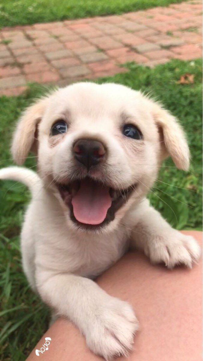 こんな人間みたいに笑ってるワンコ 可愛い過ぎやん 笑える動物 犬 笑う犬 プランナーの独り言