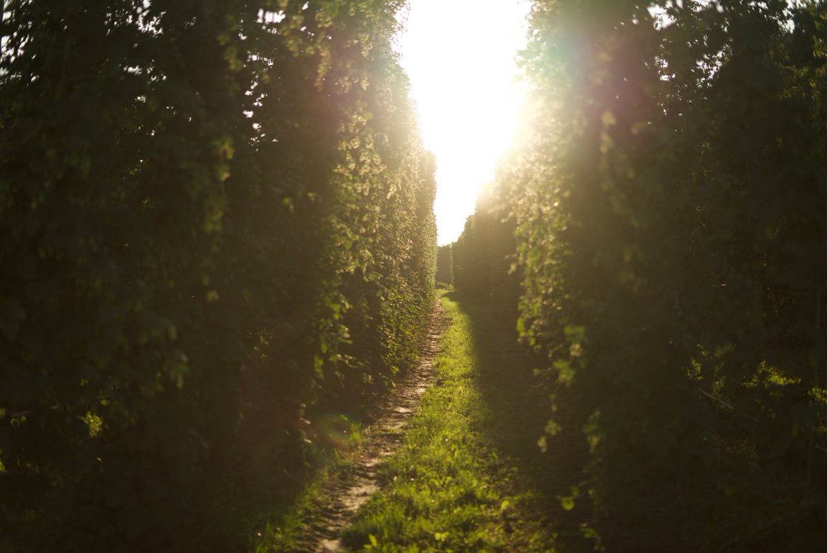 Our all-Ontario #HarvestAle features Cascade, Rakau, Newport, Glacier, and Centennial hops grown <a href="/TavistockHopCo/">The Tavistock Hop Co</a>.