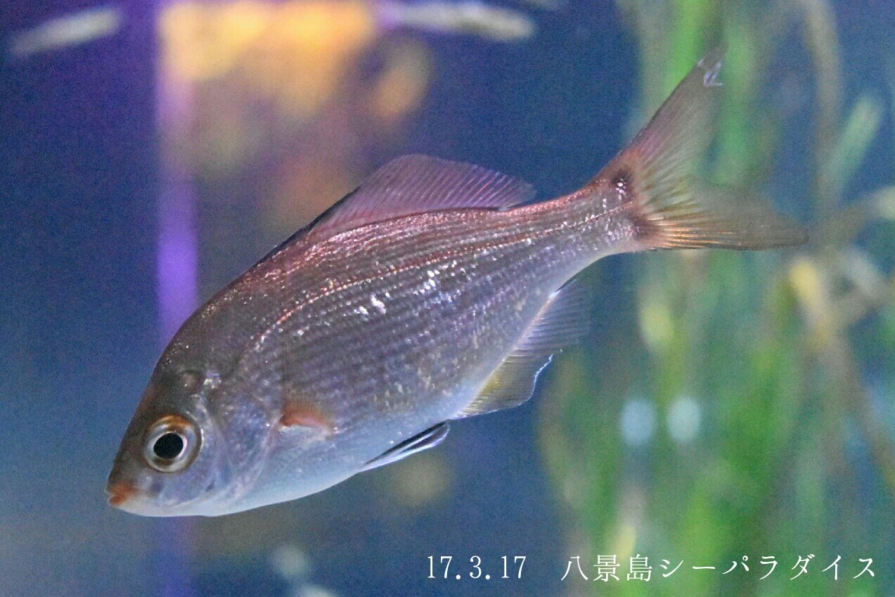 日本の海水魚bot マタナゴ ウミタナゴ科 レア度 自 水 釣りなどでよく獲れる魚 名前にタナゴとあるが 淡水にすむタナゴ類とは全くの別種 子供を産む卵胎生の魚として有名で お腹から30匹ほどの稚魚が出てくることもある T Co