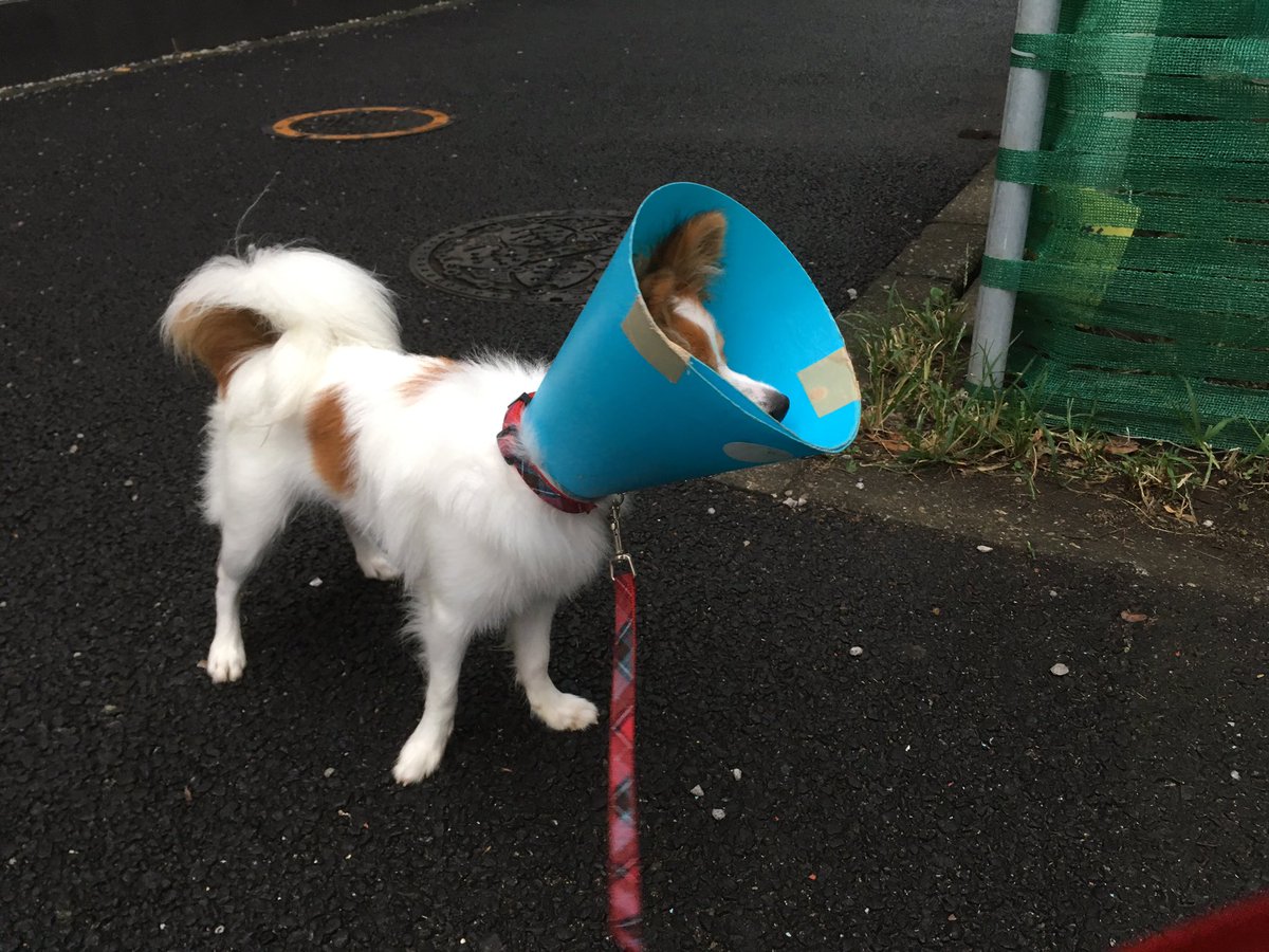 おおひなたごう 星のさいごメシ 2巻発売中 En Twitter うちの犬 去勢手術したので傷口舐めないようにってずっとエリザベスカラーしてたんだけど なんかどこかで見たことあるなあと思ったらこれだった