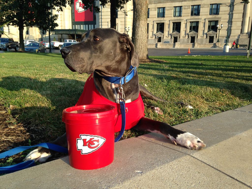 Bandit guarding #RedFriday donations.