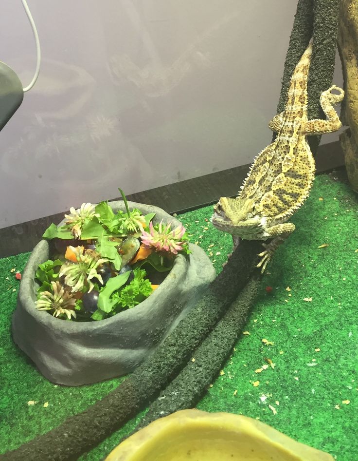 pogonas's tweet photo. vu sur : Le pogona vitticeps
Lunch... - https://t.co/SNOIqtdjIU

Lunch

Source by mmickulin https://t.co/A9xlQwzQux