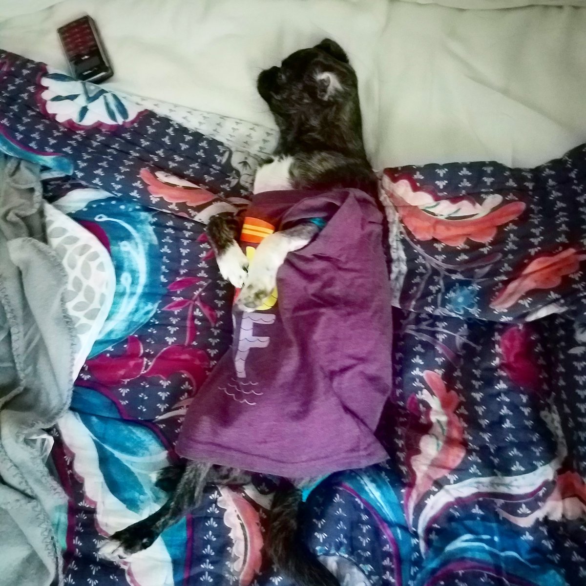 funaek's tweet photo. I woke up to this lil baby snuggling against my side. #monkeyupdate https://t.co/tlbF0ZEWSC