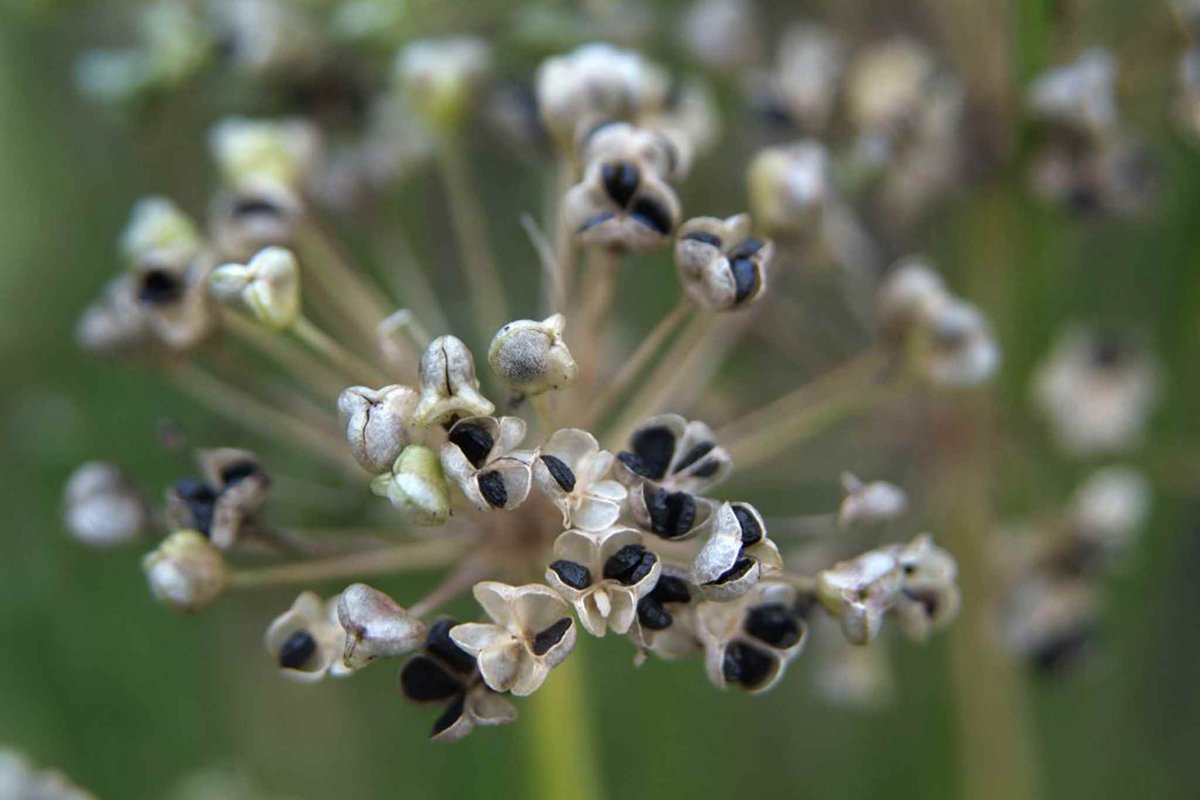allium семена allium семена