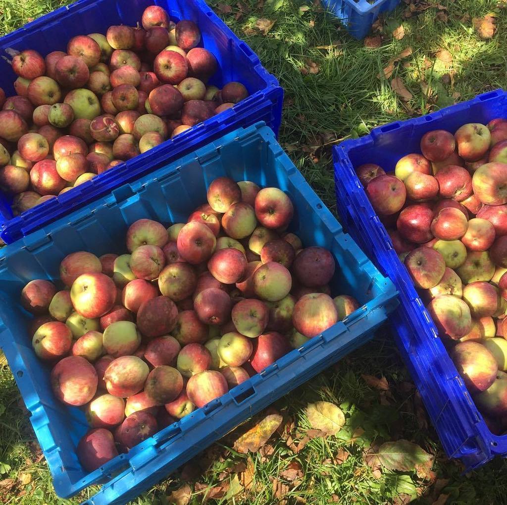 MarketingFarms's tweet photo. Apple harvest!!! #letseat #applepie #applepicking #🍎 https://t.co/mmMEmU7aVC https://t.co/oMtEtqycoU
