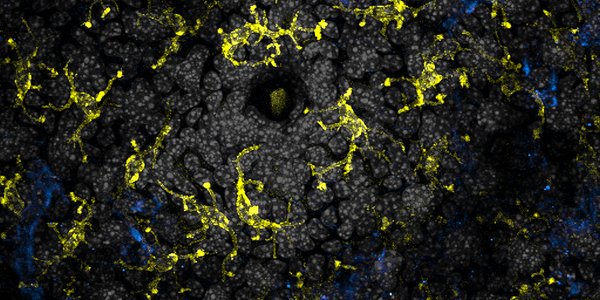 Harvard T.H. Chan School of Public Health tweet media