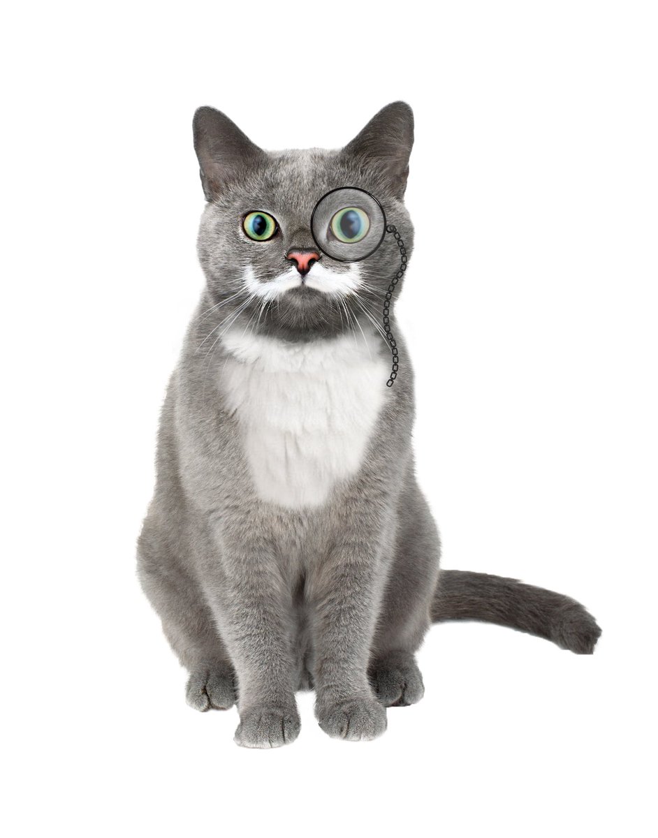 KernelKat's tweet image. Want your fur baby to be the Kernel's 'cat of the week'? Head to our Facebook page facebook.com/kernelkat/ #CatsOfTwitter #cats #pets