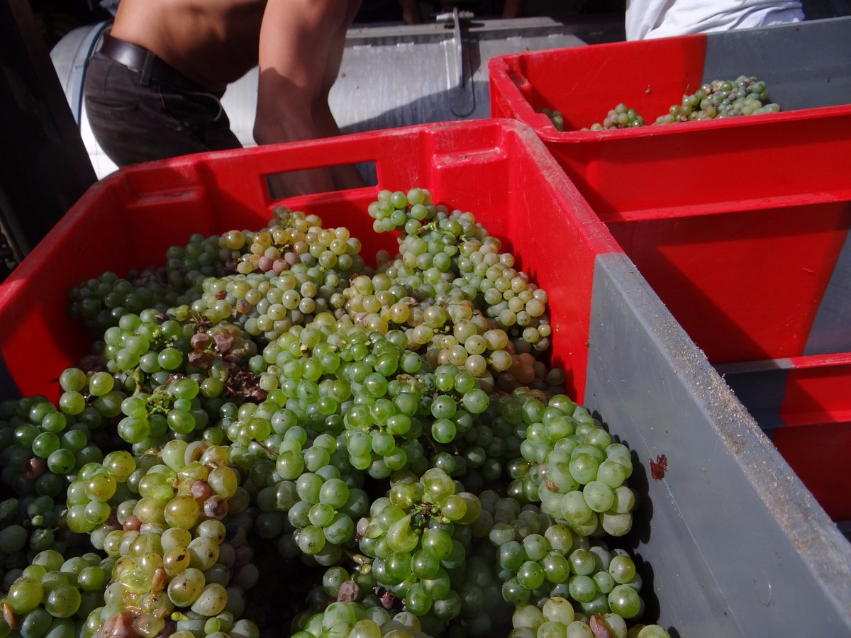 FMabileau's tweet photo. ACTE 1 - Vendanges 2017 - Chenin des Rouillères 2017
Deux premiers jours de vendanges réalisés avec succès ! https://t.co/rnwnejE16K