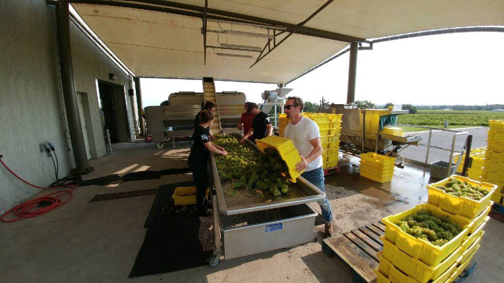 Day two. Sparkling harvest continues