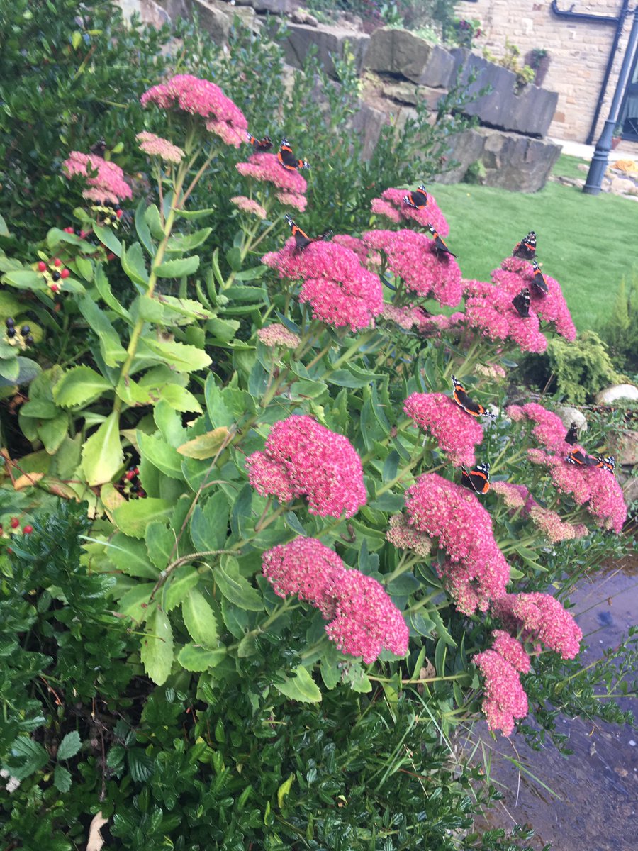 LesleyGreenhal4's tweet photo. https://t.co/mRAiBG3WFF