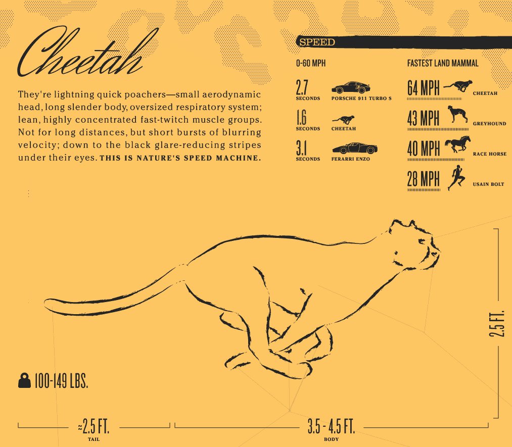 CletaReyna's tweet image. Vaguedades del hombre moderno: Mi automóvil es el mas rápido...

(Aceleración Guepardo 0-100 km 1.6 seg.).