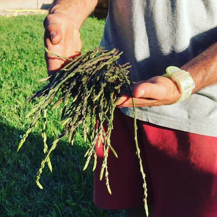 Spent a day in the farm planning and foraging ! Life is beautiful!