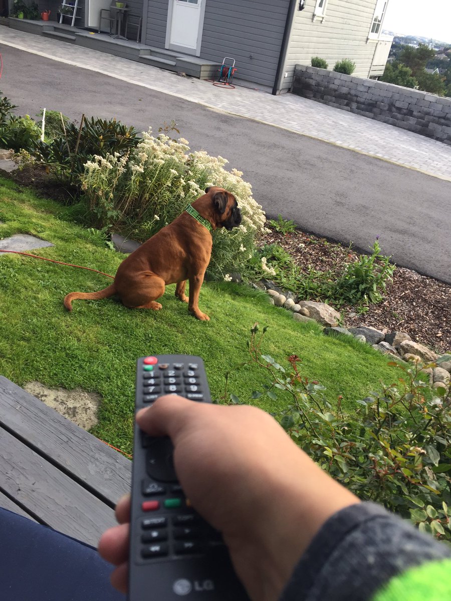 BoxerKiro's tweet image. Sometimes you wish to have a remote control with a Boxer 😊👍😛🐶 #remotecontrol #boxerdog #dog #hund @bluezed2003 @rescueaboxer #happydog #week