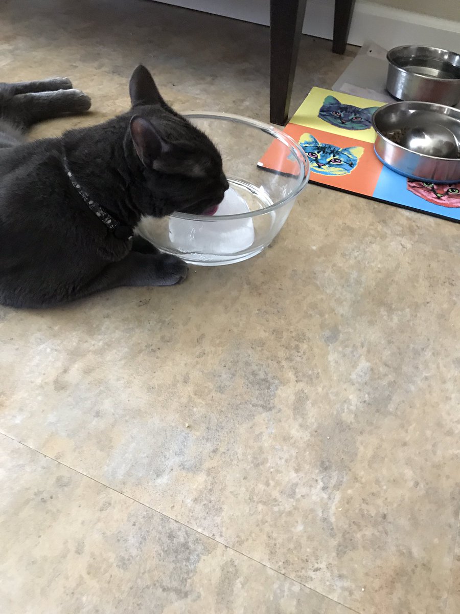 Patrick_Payton4's tweet photo. I'm well hydrated. #lovesice #weirdcat #CatsofTwitter PWC https://t.co/xAFM9ZmHKm