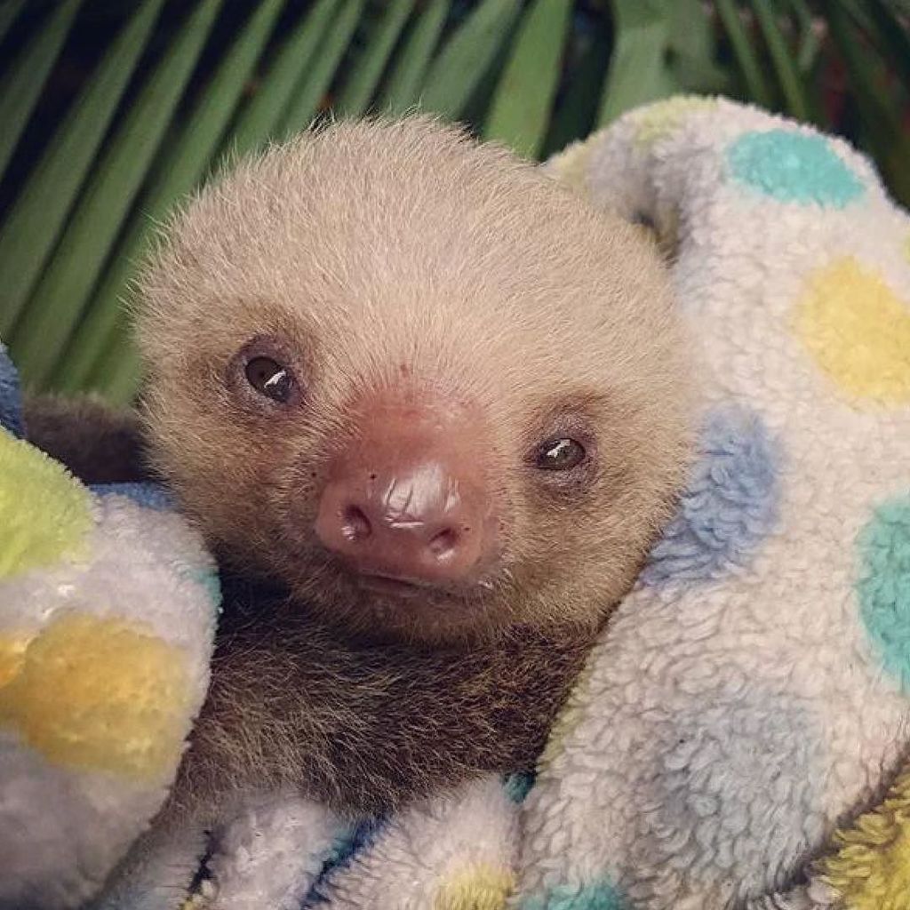 When you wake from a nap @toucanrescueranch #instasloths #sloths ift.tt/2wi6LWO