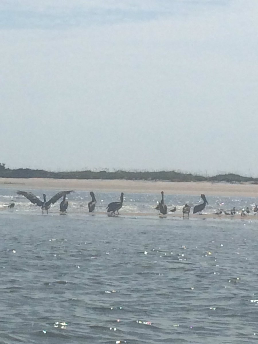 MerrellGirl's tweet image. #pelicans #seagulls #masonboroisland