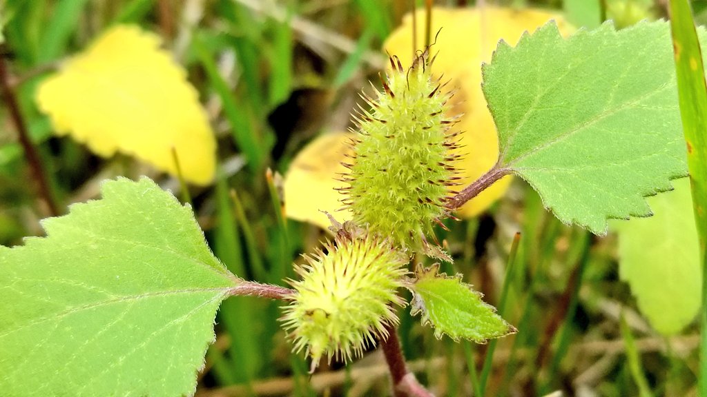 GrasslandNerd's tweet photo. An interesting weed I rarely see, I cannot even remember what the flowers look like. #Cocklebur (#Xanthium strumarium) https://t.co/eMy1Ij6vVA