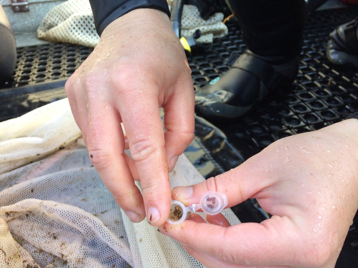collecting crab megalope for <a href="/UO_OIMB/">OIMB+CMLC</a> researcher <a href="/awegalloway/">Aaron W. E. Galloway, Ph.D.</a> near #OtterRock #MarineReserve