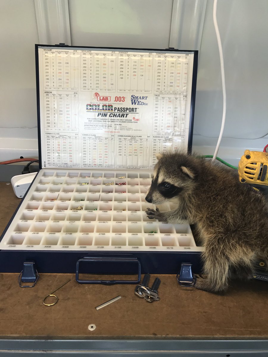 locksmithnaples's tweet photo. Still locksmithing with our little Irma hurricane rescue! He's getting stronger and healthier #racoon #naplesfl #naplesflorida https://t.co/UtOy8MYcGP