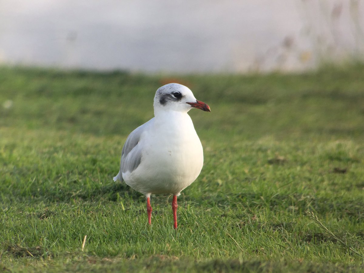 daveliverbirder's tweet photo. Increase in Med Gulls at Otterspool with at least 13 present. 9 x ad, 2 x 2w and 2 x 1w #gulling #merseybirding https://t.co/2VkCj51Wu8