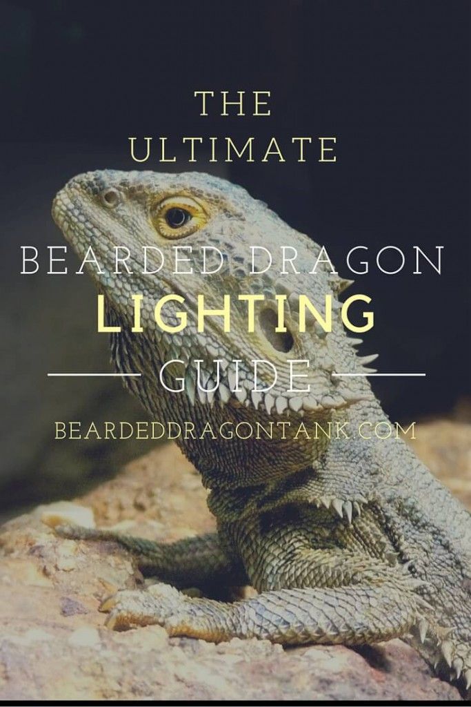 pogonas's tweet photo. vu sur : Le pogona vitticeps
Lighting is VITAL for Beardies! Please make sure you do your research before you... - ... https://t.co/oDTtid6xLe