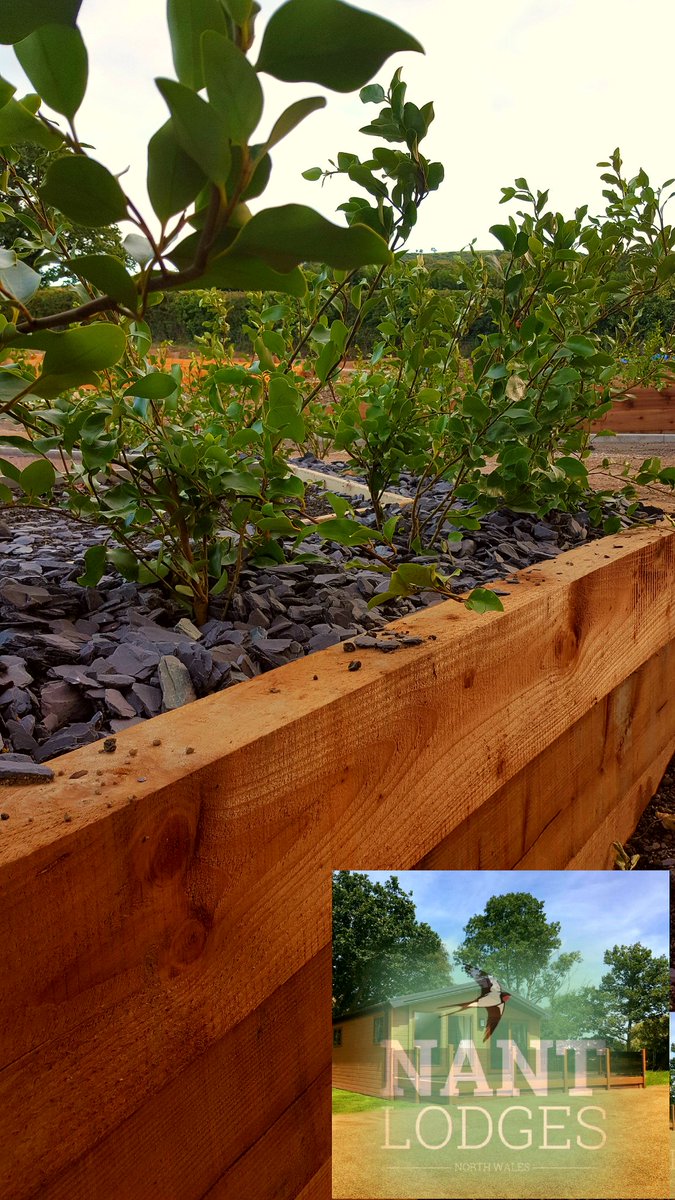NantLodges's tweet photo. Thank you for the lovely shrubs @Boningale_ltd. Landscaping coming on nicely #luxurylodges #NorthWales #Nantlodges #holidayhomes https://t.co/A5d8V6hdCi