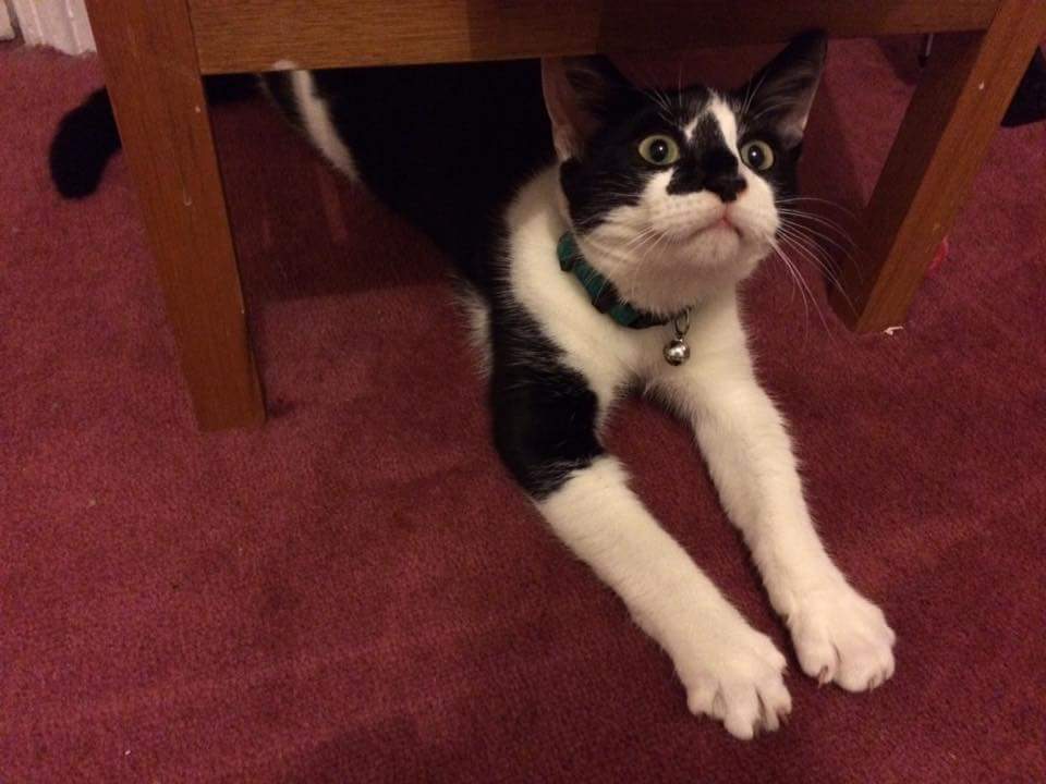 LinasCatRescue's tweet photo. 6 month old Dizzie says hi😆 he will also be ready for visits soon https://t.co/MphMzP7rcd