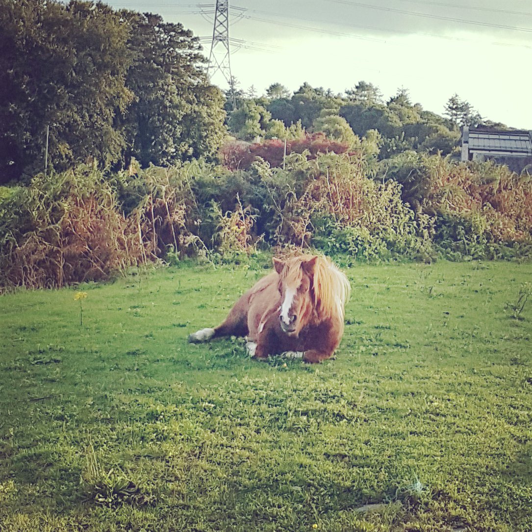 lextrical's tweet photo. Tried to rouse the small horse from his slumber with an apple, but what he really needed was a blast of this! https://t.co/KGIp6lk0KA https://t.co/ddpWPjEohY