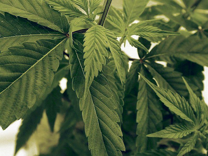 What Governor Scott's Marijuana Commission Might Tell Us dlvr.it/PnGHVQ https://t.co/NWgV8LCsVp