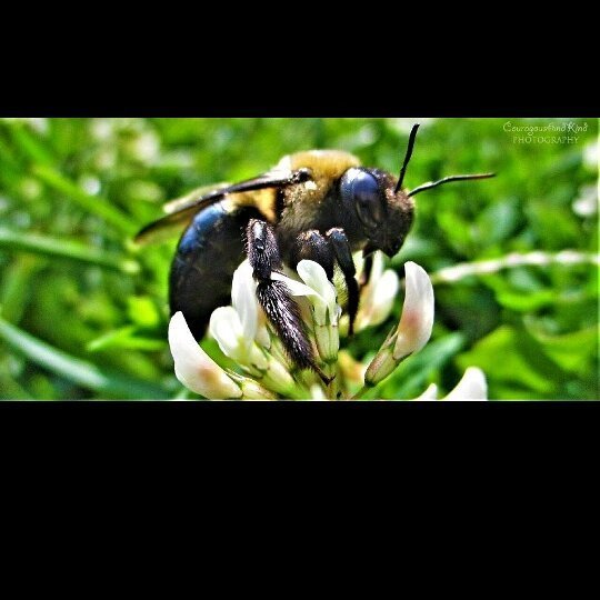 Check out this amazing photo I captured of the #commoneasternbumblebee. Such incredible and vital insect.