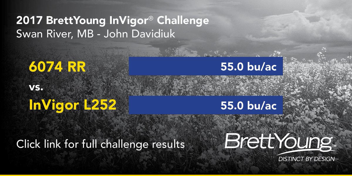 BrettYoungSeeds's tweet photo. 6074 RR - the only RR canola w/ yields to challenge InVigor! See all the #InVigorChallenge results here: https://t.co/kTqiZK0gAR https://t.co/DZKbGDDzck