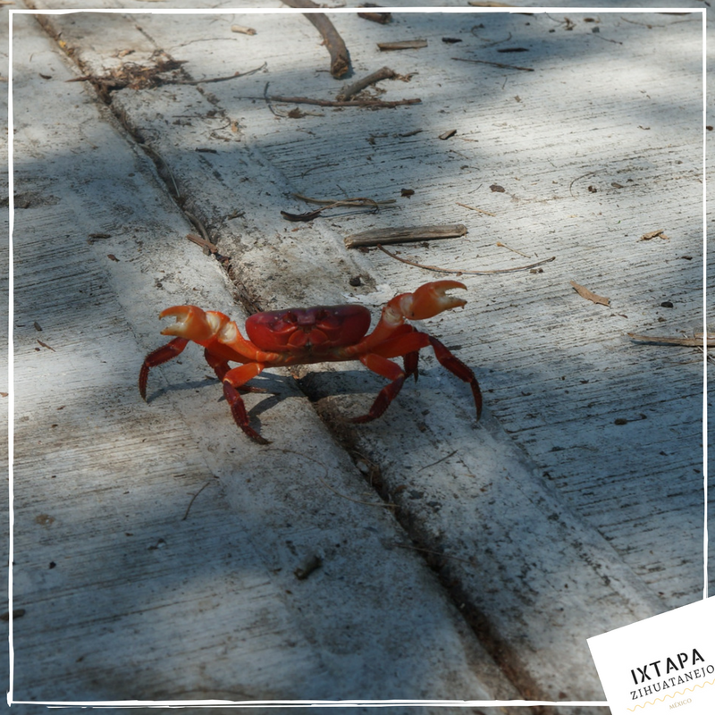IxZihuatanejo's tweet photo. What's up guys?... #DonotDisturb please #Ixtapa - #Zihuatanejo #LikeaCrab #Majahua https://t.co/9eIn3Knwod
