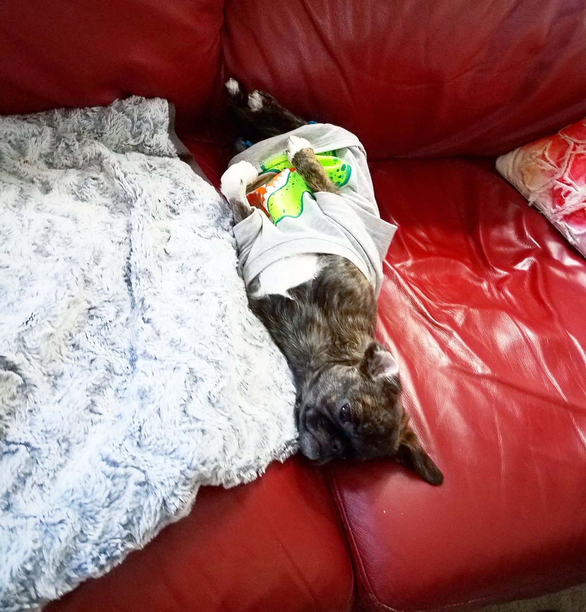 funaek's tweet photo. Somebody hasn't budged from my side & is waiting for me to sit back down to continue snuggles. #monkeyupdate #dinoshirt #upsidedownpug https://t.co/7bhoMPU4eW